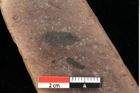 Foto (Detailansicht) von Pinus laricio Poiret (NHMW-GEO-2024-0188-0236)